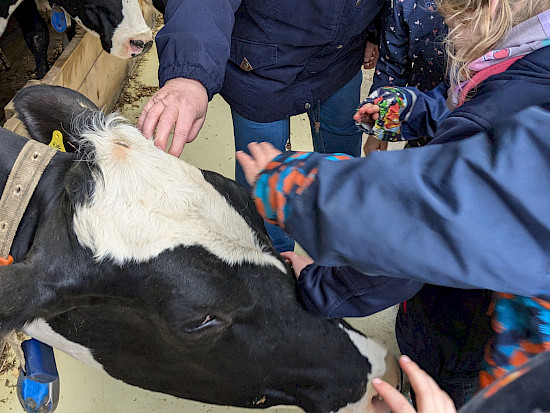 Kühe streicheln - ein besonderes Erlebnis