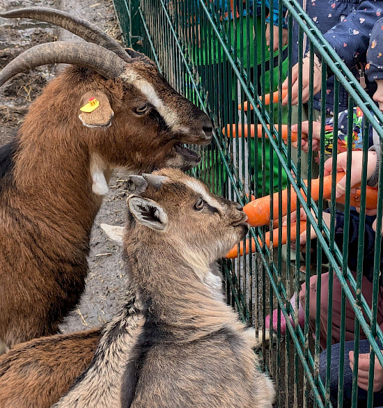Ziegen füttern
