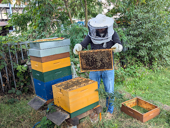 Der Imker zeigt die vollgefüllten Honigrahmen.