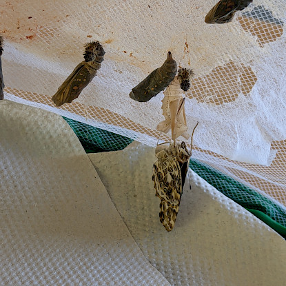 Schmetterlingsbeobachtung