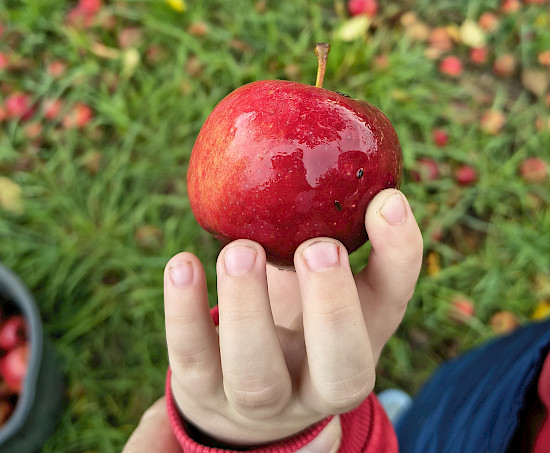 Ein Apfel wie aus dem Bilderbuch