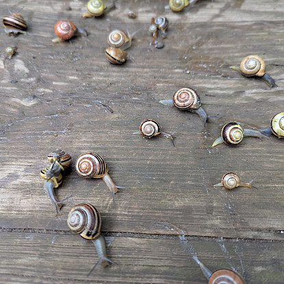 Schneckenparade